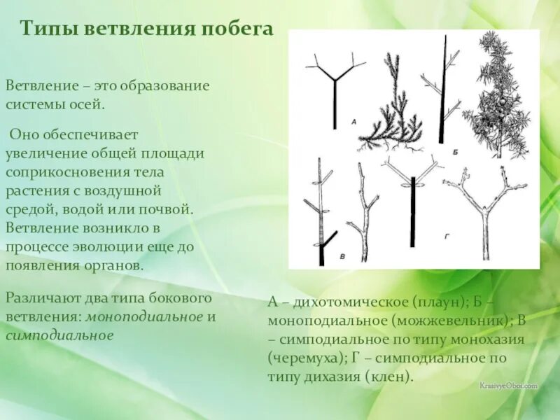 Симподиальное ветвление растения. Дихотомическое ветвление побега. Симподиальное ветвление побега. Ветвление побегов моноподиальное симподиальное дихотомическое.