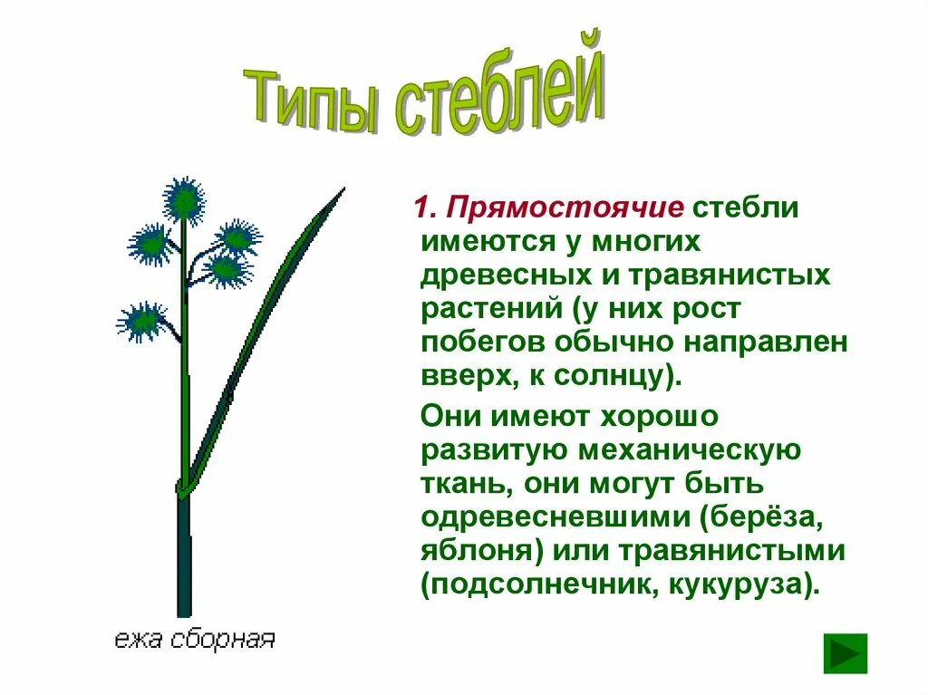 Какую форму строения имеет бамбук