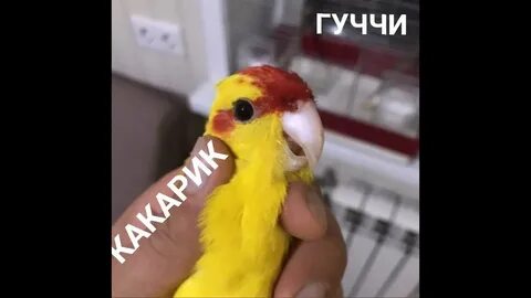 Прыгающий попугай видео