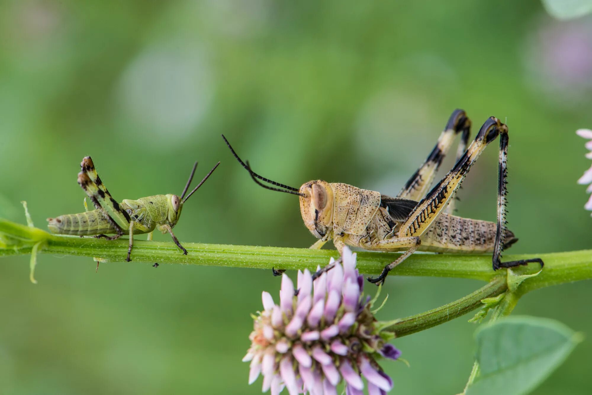 Саранча Перелетная locusta migratoria. Locusta migratoria Саранча самец самка. Нимфа саранчи. Кубышки саранчи.