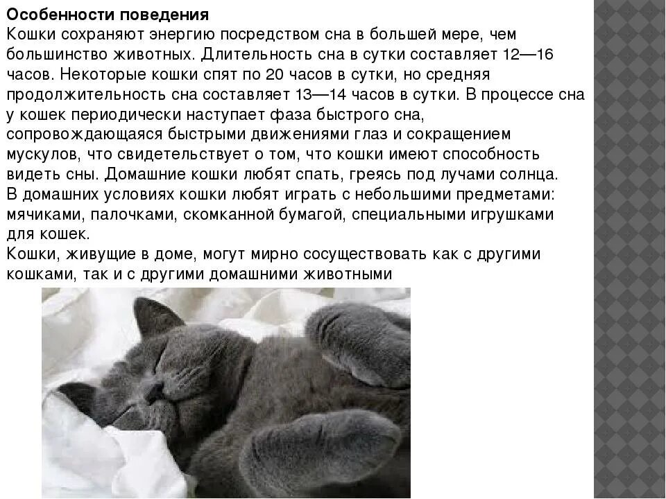 Сколько спят котята в 3 месяца