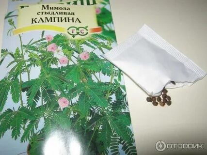 Мимоза стыдливая семена