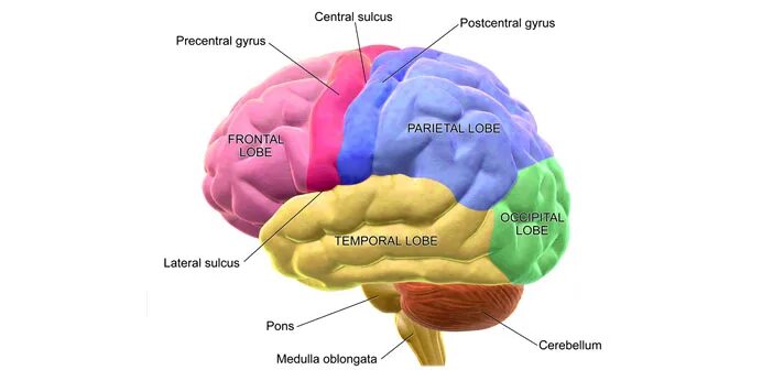 Slow brain. Heschl's gyrus. The Bilingual Brain. Bilingual Brains do better фоны для презентации. Bilingual Brains do better.
