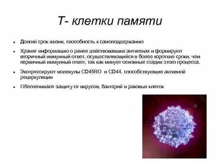 Срок жизни клетки