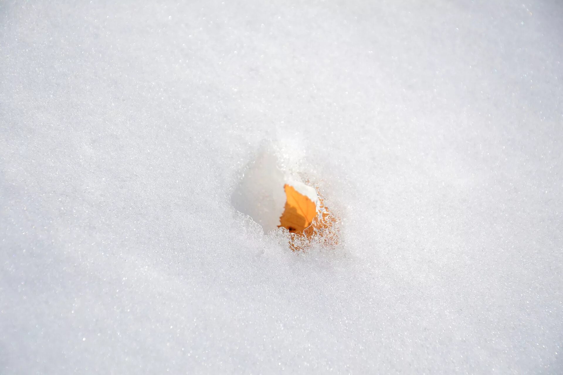 Корка снега. Наст на снегу. Ледяная корочка на снегу. Листья в снегу. Заледеневшая корка на снегу после короткой оттепели