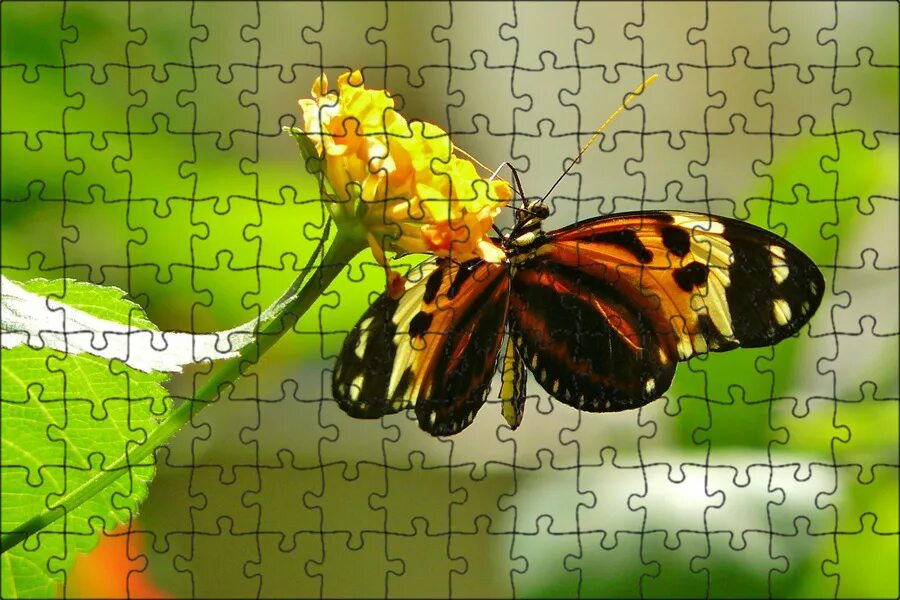 Бабочки фото 1 класс Pin on Butterflies!! Butterfly, Beautiful creatures, Moth caterpillar
