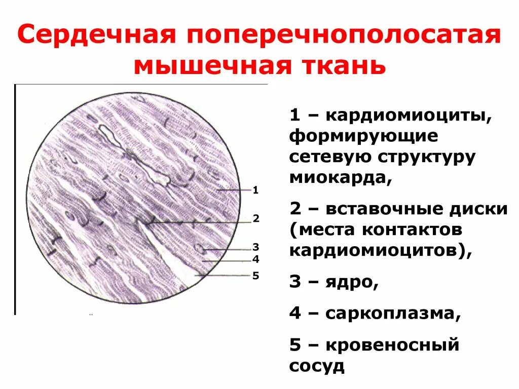 Сердечная мышечная ткань рисунок. Поперечнополосатая сердечная мышечная ткань гистология препарат. Поперечно полосатая сердечная мышечная ткань препарат миокарда. Поперечно полосатая сердечная мышечная ткань гистология препарат. Строение поперечно полосатой сердечной ткани.