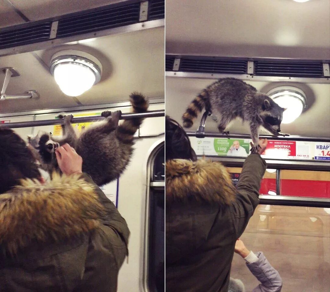 Енот в метро. Енот в автобусе. Енот в поезде. Живность в метро. Включи следующая станция песня