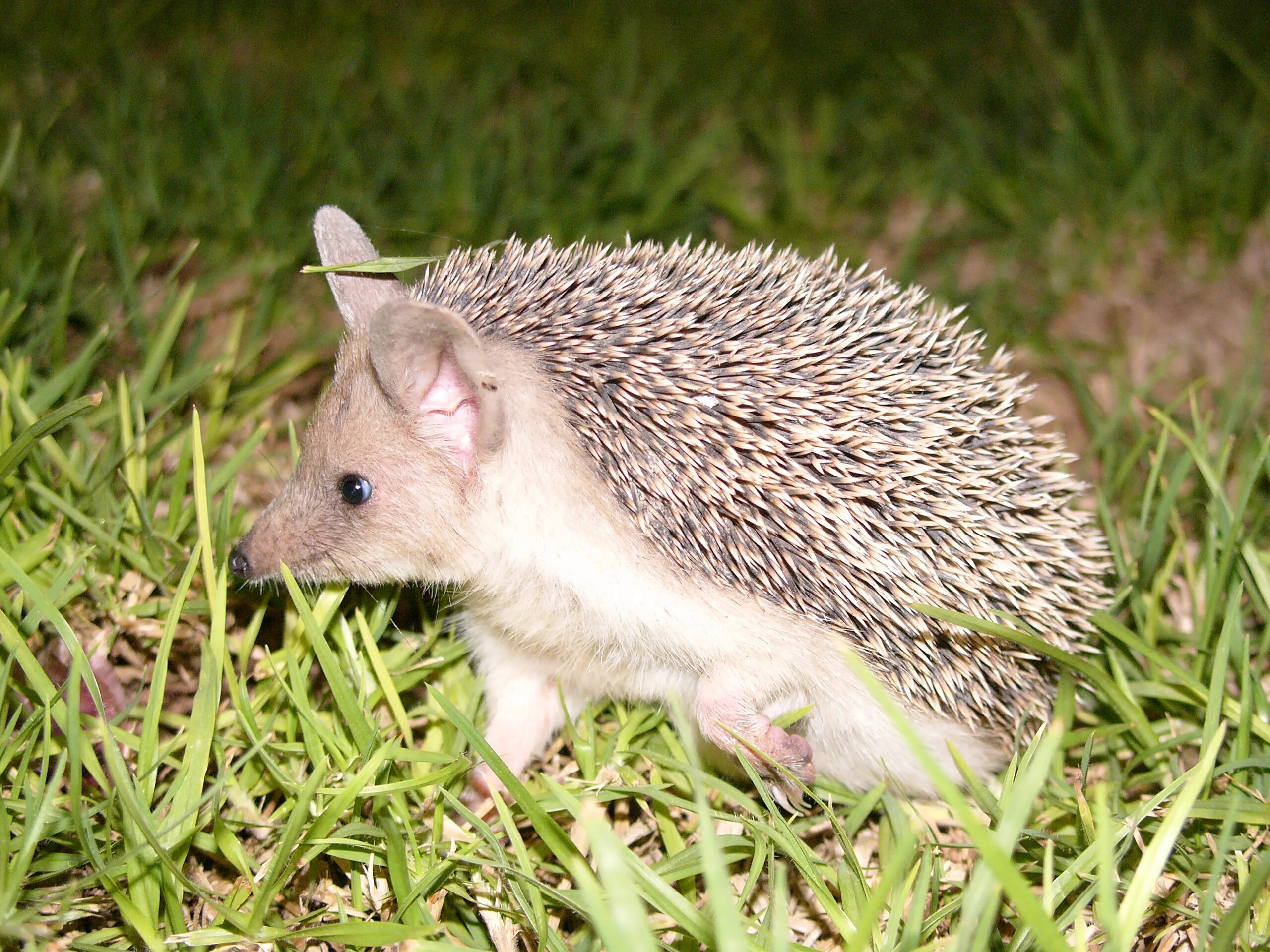 Ушастый еж. Еж ушастый hemiechinus auritus. даурский ёж ушастый ёж. ушастый еж кипр. степной ежик ушастый.