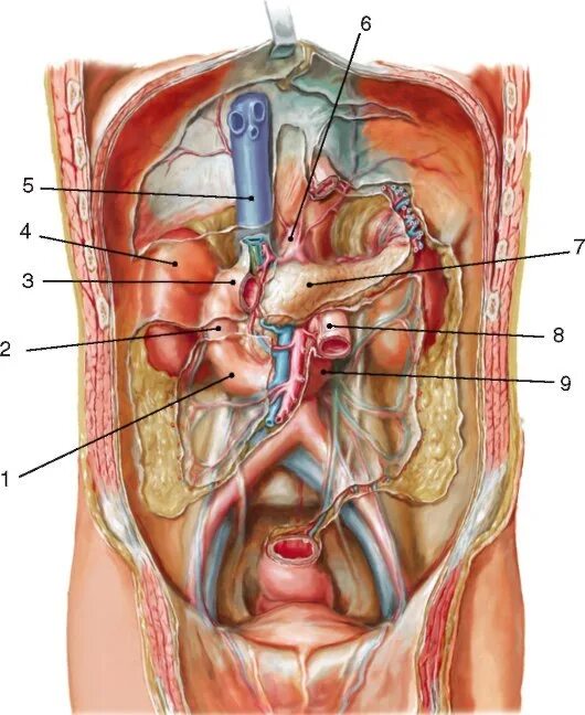 Расположение внутренних органов мужчины в брюшной полости. Двенадцатиперстная кишка анатомия человека. 12 Перстная кишка анатомия человека. Двенадцатиперстная кишка в брюшной полости расположена. Анатомия человека внутренние органы двенадцатиперстной кишки.