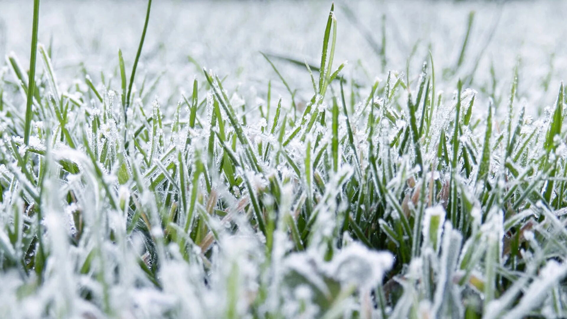 Озимые виды. Растения под снегом. Снег на траве. Трава зимой. Травинка под снегом.