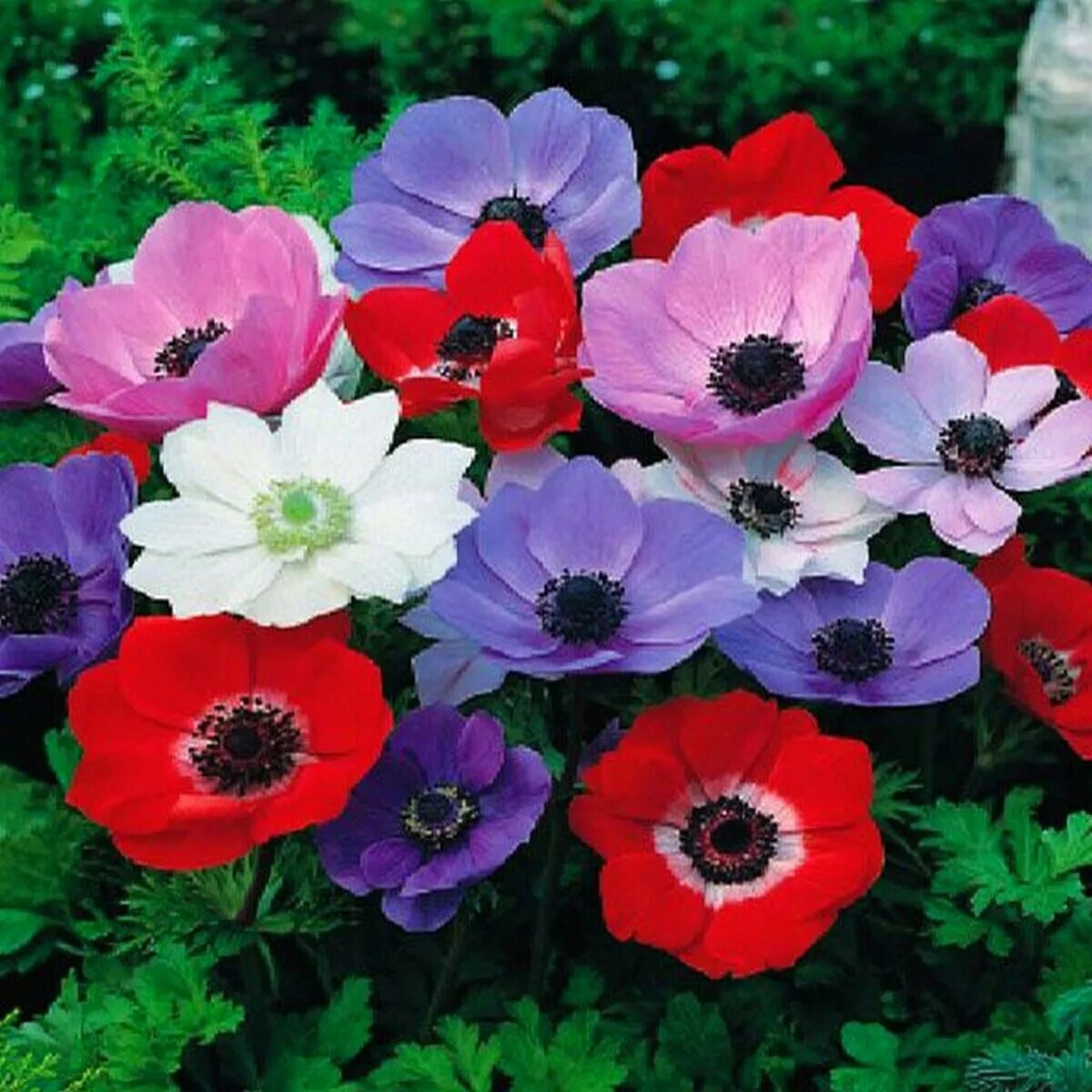 Анемона де Каен микс. Анемона де Каен смесь. Анемона корончатая (Anemone coronaria). Анемона Мистер Фоккер. Анемона цветок многолетник