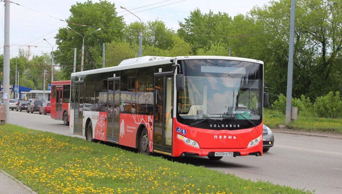 1 июля автобусы. Пермский общественный транспорт Перми. Автобусы Пермь. Транспорт Пермь автобусы. Новый транспорт в Перми.