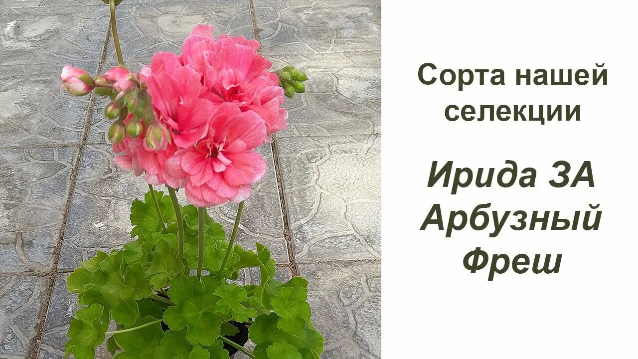 Пеларгония за роскошь фото и описание. Пеларгонии селекции ирида. ирида конфетти пеларгония. пеларгония арбузный фреш. пеларгония ирида арбузный фреш.
