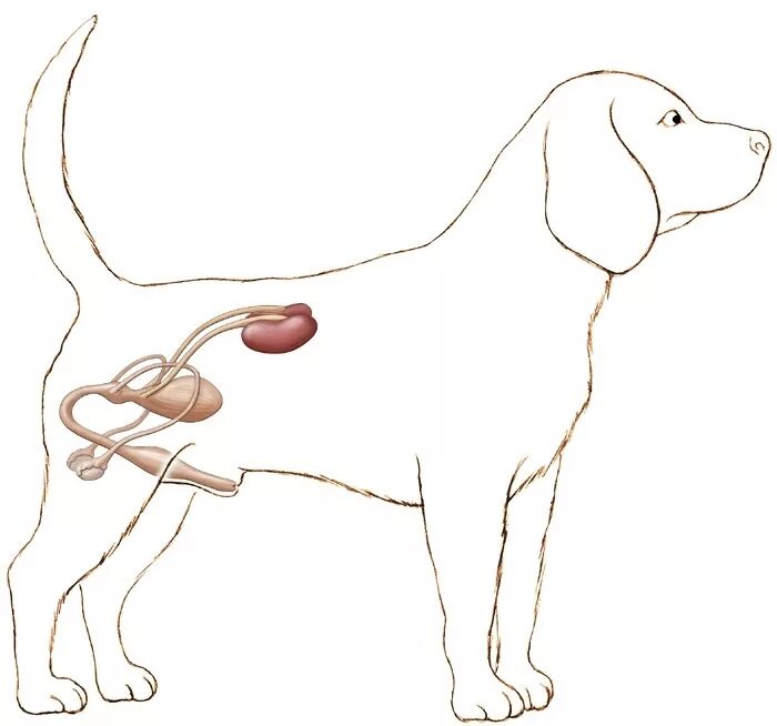 Мочеполовая система собаки. Предстательная железа у собак анатомия. Где находится мочевой пузырь у собаки кобеля. Расположение мочевого пузыря у собак кобелей. Операция мочевой пузырь собака