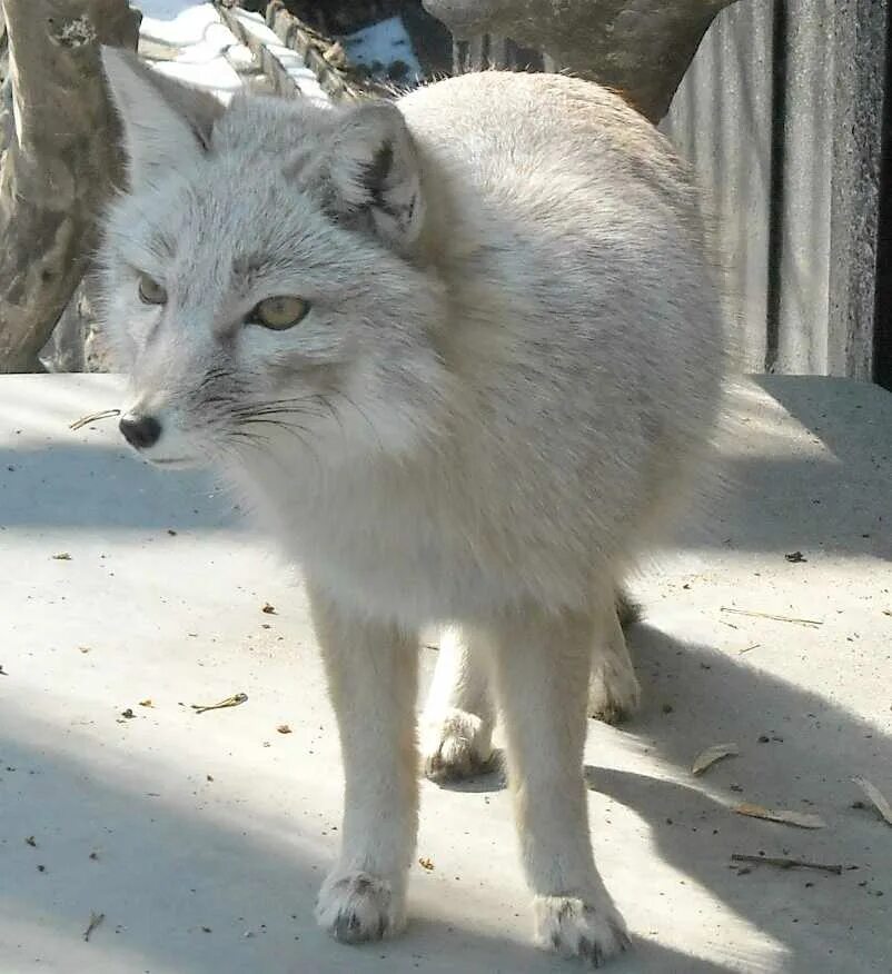 хани корсак.