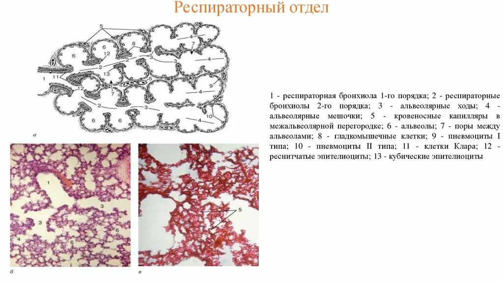 Бронхиолы гистология. Респираторные бронхиолы 1 порядка гистология. респираторные бронхиолы 1 2 3 порядка. респираторная бронхиола 1 порядка. дыхательные бронхиолы 1 порядка.