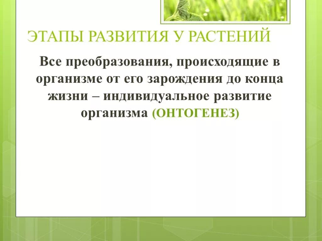 Периоды индивидуального развития растений. Периоды развития растений. Этапы развития растений. Этапы индивидуального развития растений. Рост и развитие растений 6 класс.