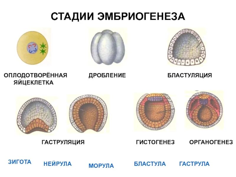 Тест по онтогенезу 10 класс. Стадии эмбрионального развития бластула гаструла. Нейрула морула. Морула бластула гаструла нейрула. Бластула гаструла нейрула бластоциста.