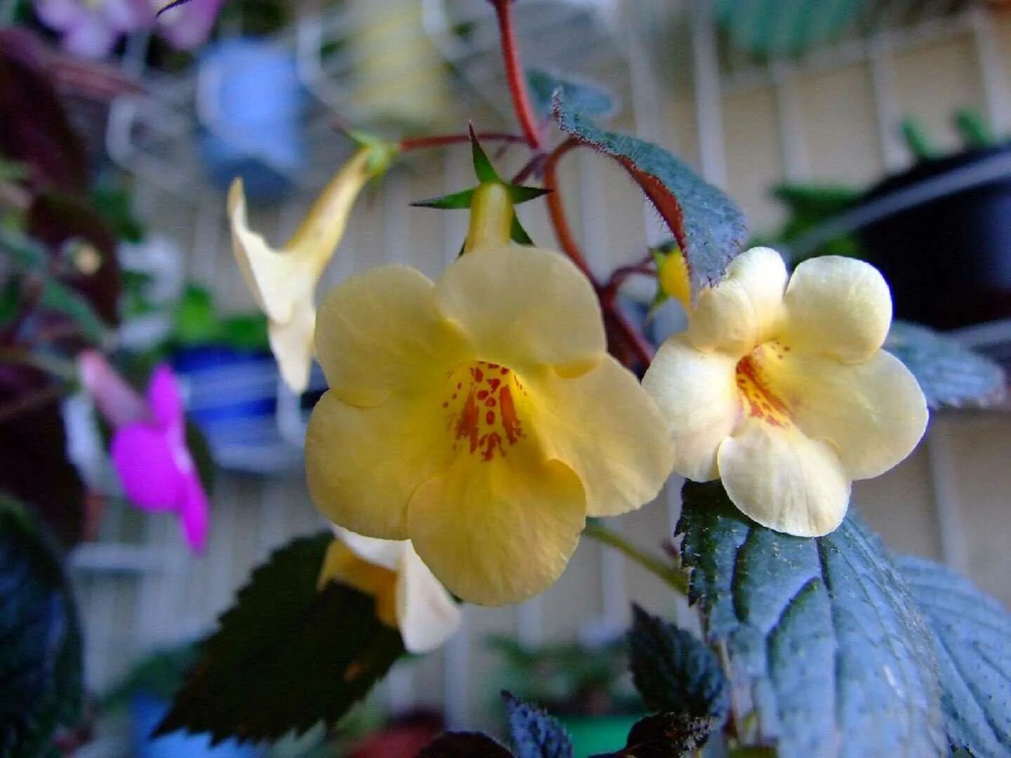 Цветы ахименесы фото. Ахименес Peach Cascade. Ахименес цветок. Ахименес Yellow Beauty. Ахименес Ариес.