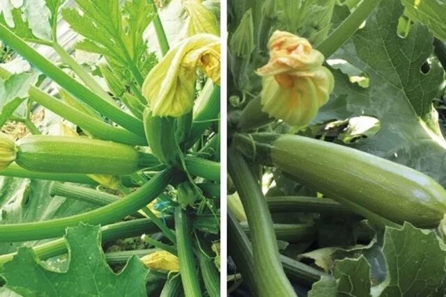 Лучшие сорта кабачков для подмосковья для открытого. Цукини сорта и гибриды. Гибриды кабачков самоопыляемые. Лучшие сорта кабачков для подмосковья. Лучшие сорта кабачков для подмосковья для открытого.