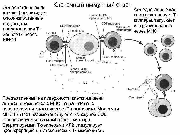 Схема клеточного иммунного ответа. Первичный иммунный ответ схема. Схема иммунного ответа клеточного типа. Клеточный цитотоксический механизм иммунного ответа.