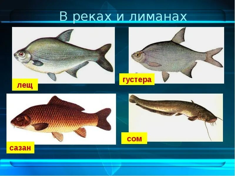 Река кубань какие рыбы. Рыбы реки Кубань. Рыба которая водится в Кубани. Рыба обитающая в Кубани. Рыбы обитающие в Краснодарском крае.