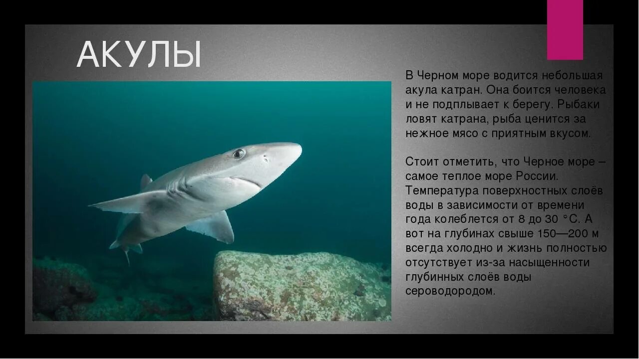 Обитают ли акулы. Катран акула черного моря. Черноморская акула Катран. Существуют ли акулы в черном море.