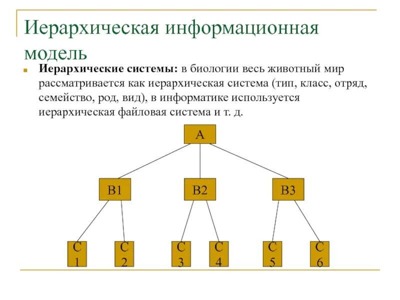 Модель иерархической системы. Примеры иерархии в информатике. Иерархическая модель информационной системы. Иерархическая модель это в информатике. Иерархическая система в биологии.