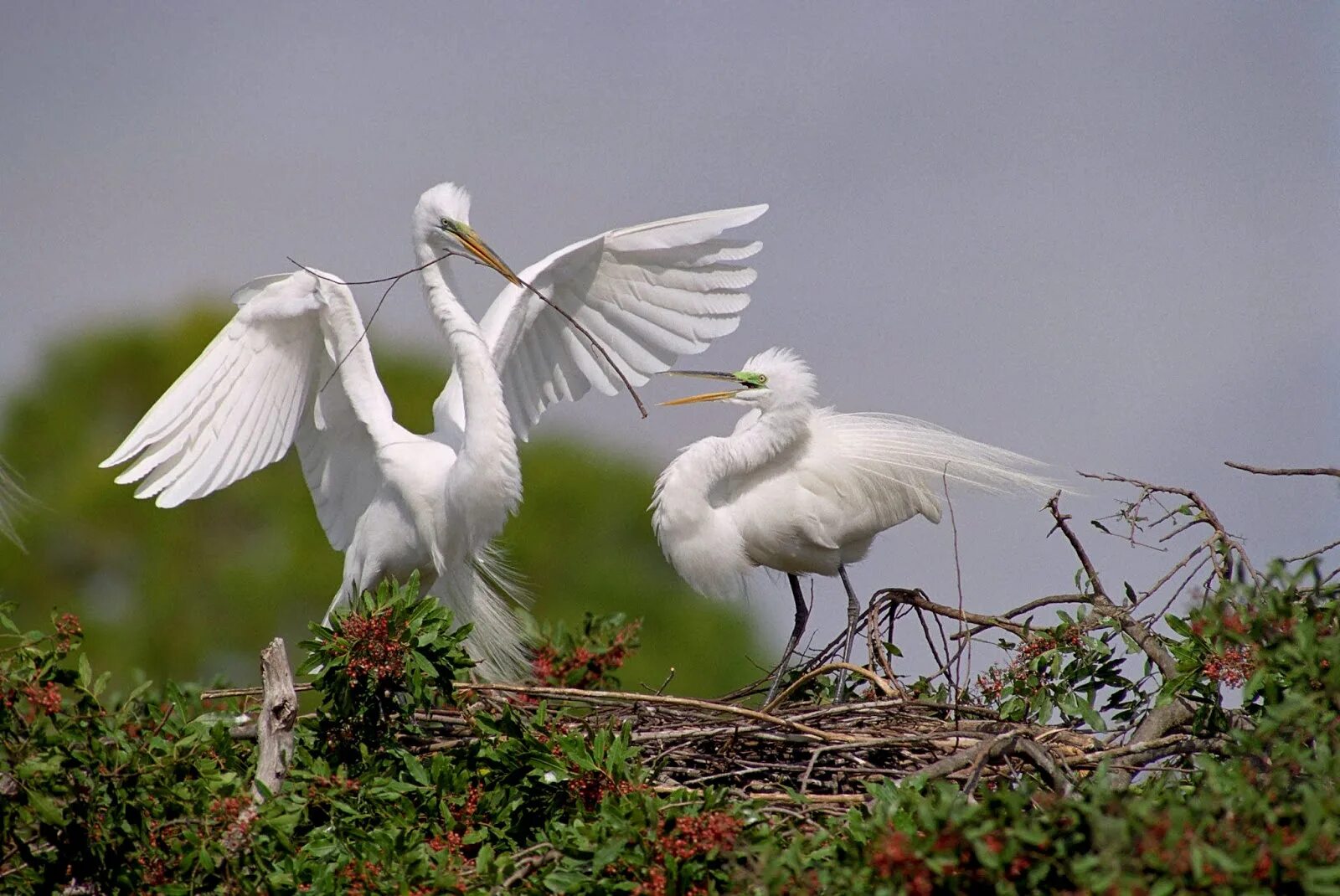 Большая белая птица. Большая белая цапля (egretta alba). Эгрета цапля. Птица с белыми крыльями. Большая белая цапля.