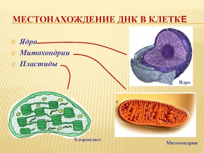 Хлоропласты имеют ядро. Строение митохондрий и пластид. Ядро митохондрии пластиды. ДНК митохондрий и пластид. Строение пластиды и митохондрии клетки.