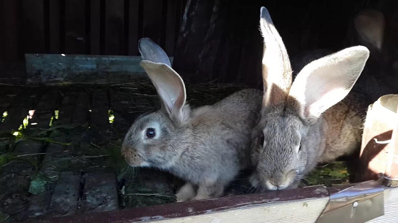 Английский кролики 2 2. Крольчата 2 месяца. Кролики два месяца. Кролик 2 месяца. Кролики 2-3 месяца.