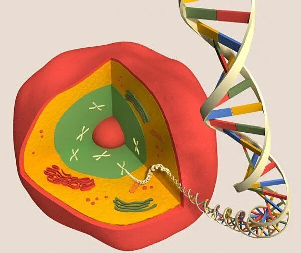 Модель ДНК клетки. ДНК В ядре. Макет клетки ДНК. Необычные биологические модели.