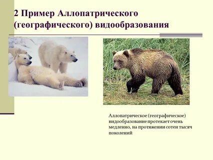 Примеры географического видообразования