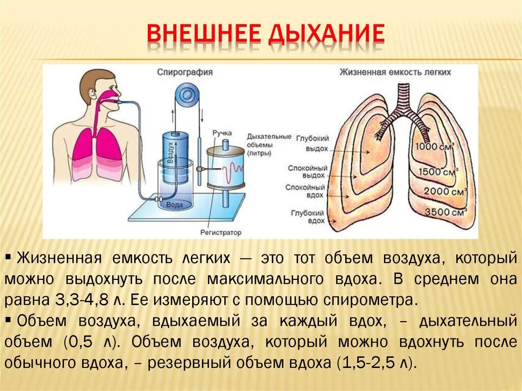 Особенности внутреннего дыхания