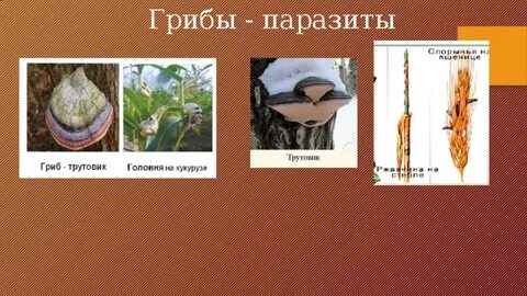 Есть ли грибы паразиты