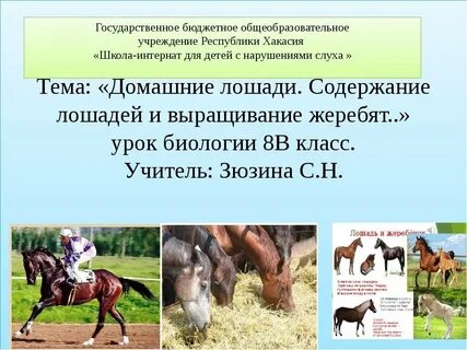 Содержание лошадей кратко