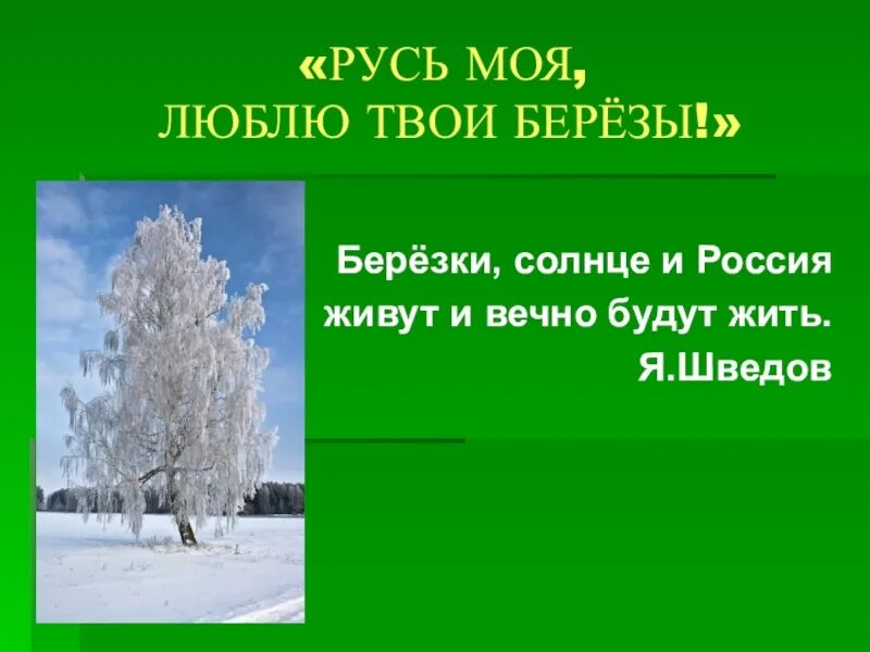 Главная мысль стихотворения береза васильева. Русь моя люблю твои березы. Стих Русь моя люблю твои березы. Белая береза 2 класс. Белая береза 2 класс литературное чтение.