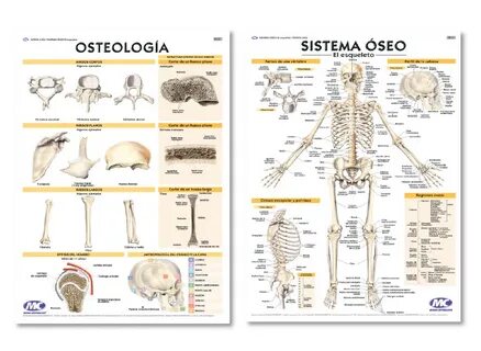 Сделайте анализ терминов по тэ osteologia pathologia