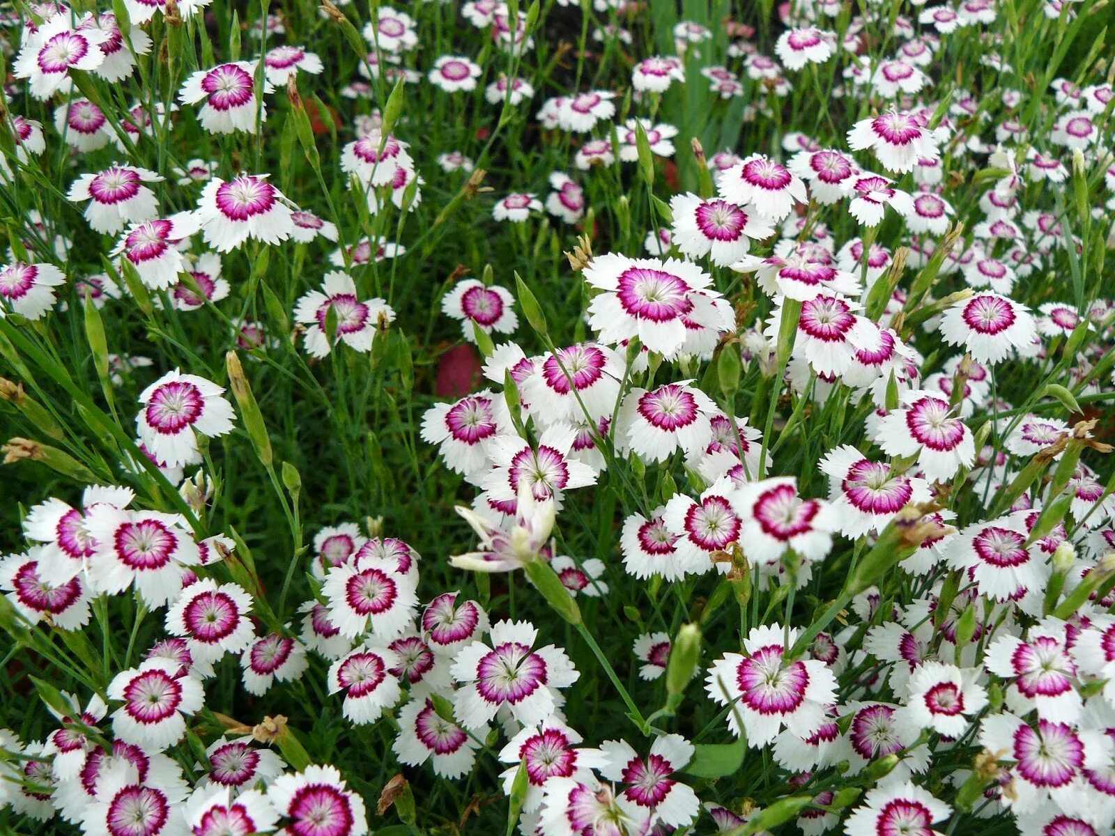 Гвоздика травянка уход. Гвоздика травянка. Гвоздика травянка (Dianthus deltoides). Гвоздика травянка Торонто.