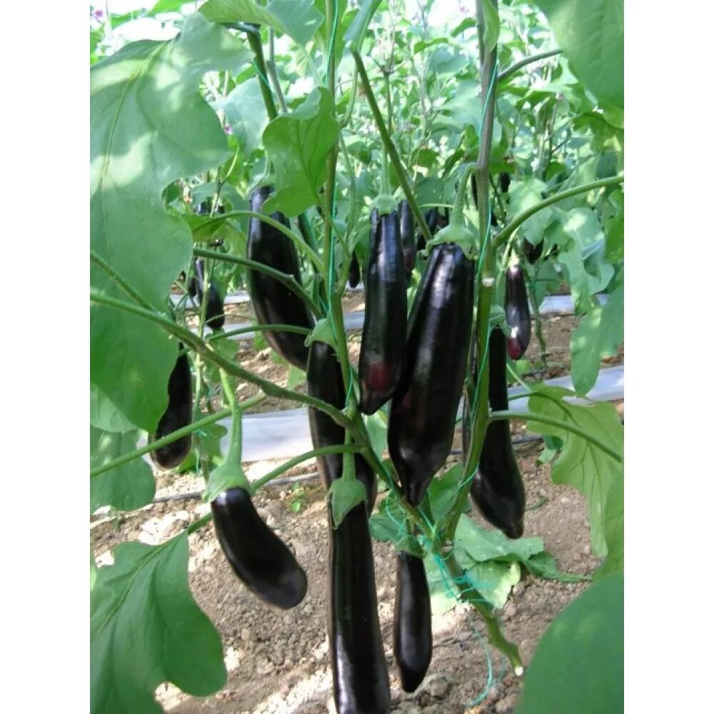 Гавриш баклажан бегемот f1. Баклажан бегемот гавриш. Баклажан фрегат семена алтая. Баклажаны фрегат описание сорта. Баклажан фрегат семена алтая.