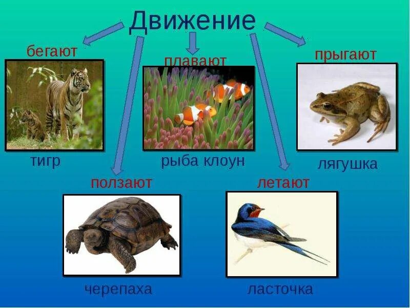 Летает ползает плавает