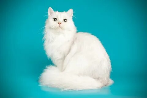 Белый длинношерстный кот