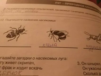 Подчеркни насекомых опылителей окружающий мир