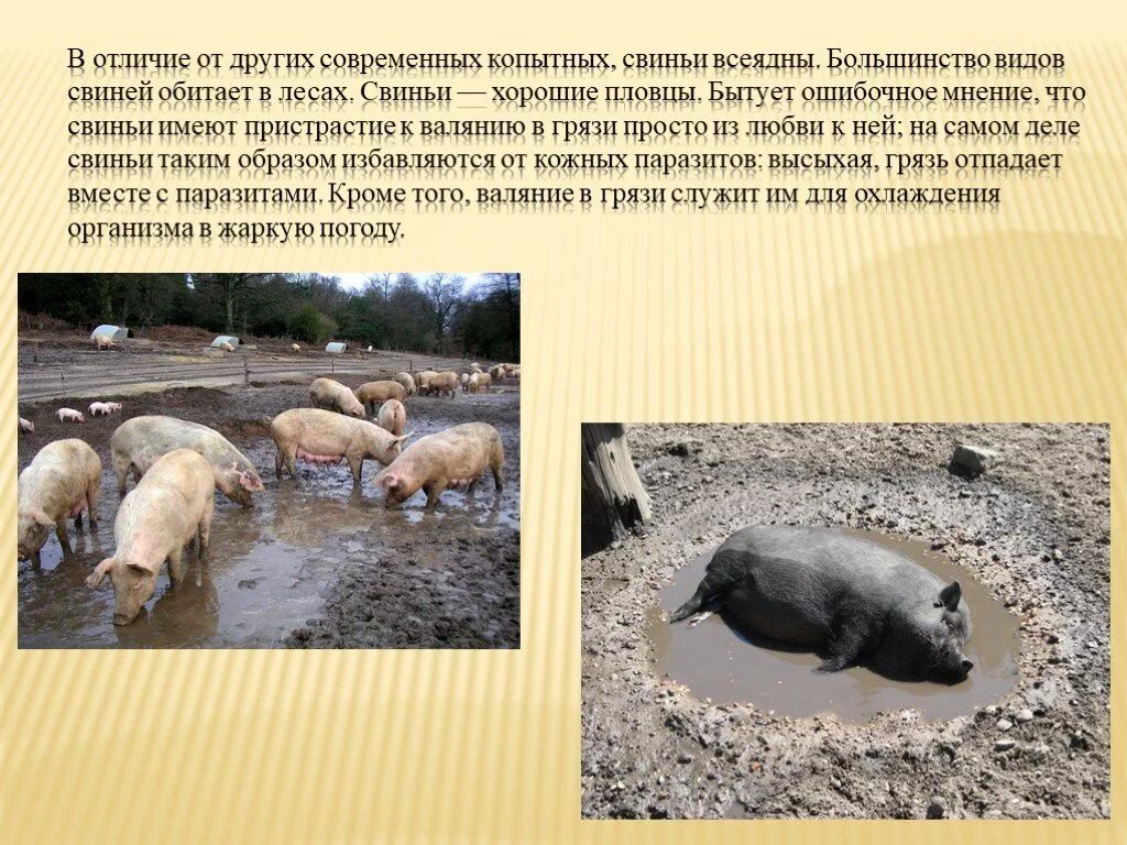 Сообщение о свиноводстве. Доклад о свинье. краткое сообщение о свиноводстве. доклад на тему свинья. свинья для презентации.