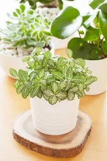 Easy plants