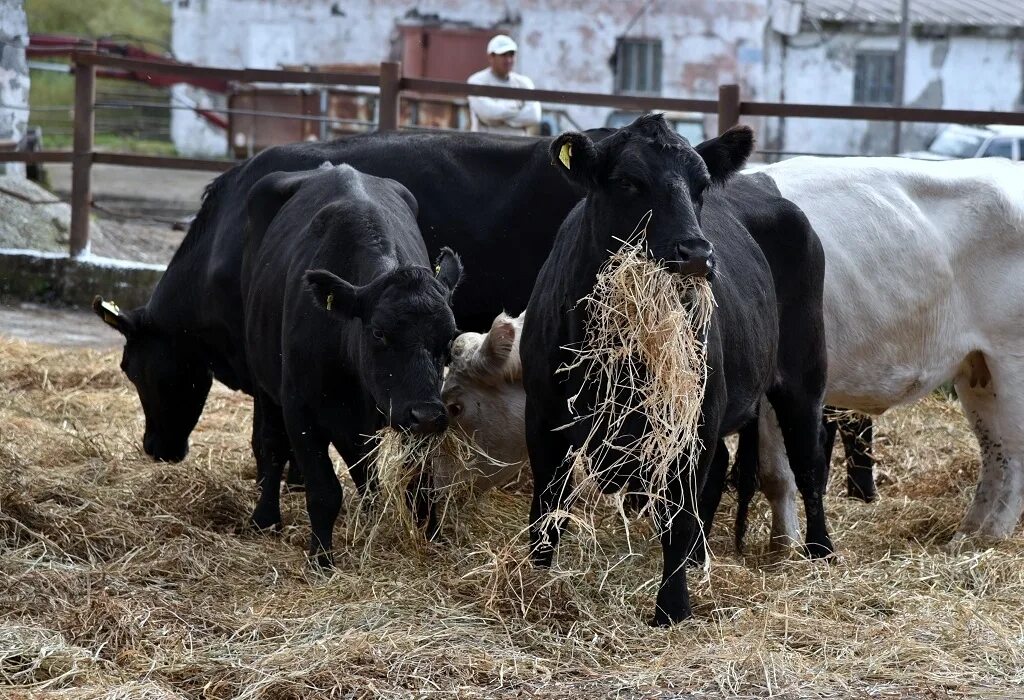 Укажите причины ослабления позиций животноводства на кубани. Животноводы Кубани. Животноводство в Краснодарском крае. Скотоводство в Краснодарском крае. Животноводство Краснодарского Краснодарского края.