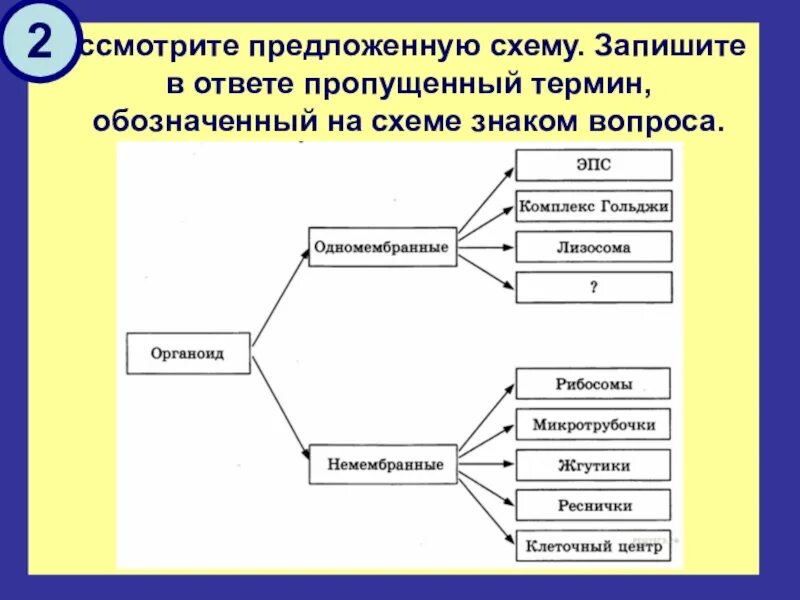 Запишите термин, пропущенный в схеме. На схеме знаком вопроса обозначено …. Запишите пропущенный термин обозначенный на схеме знаком. Рассмотрите схему запишите в ответе пропущенный.