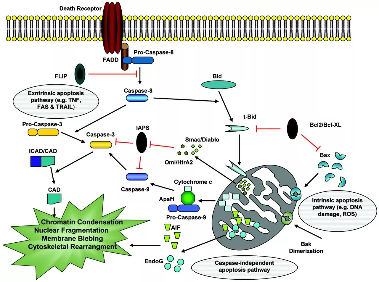 Схема путей активации апоптоза. Апоптоз иммунных клеток. Bid апоптоз. Механизм апоптоза каспазы. Апоптоз клеток это