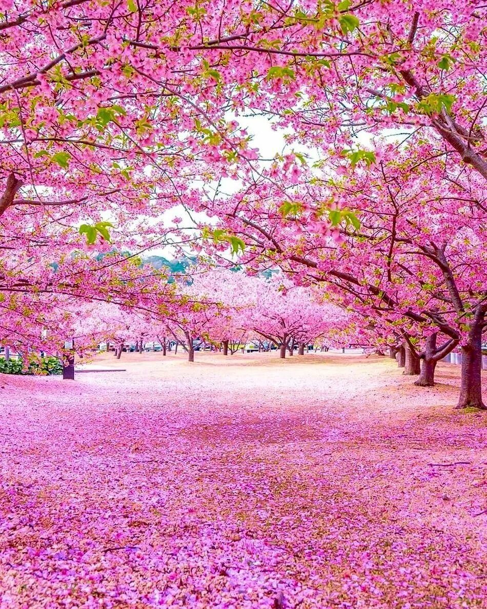 Цветущая сакура дерево. Саппоро япония цветение сакуры. Цветущая сакура в японии. Sacura. Цветущая сакура.